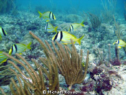 Porkfish on the Inside Reef at Lauderdale by the Sea by Michael Kovach 